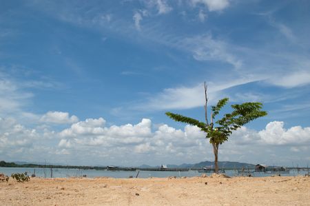A tree and nice sky at Song Khla, Thailand.の写真素材
