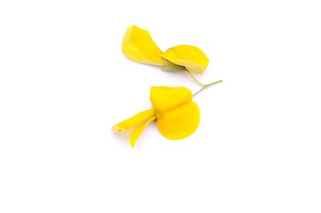 Sesbania flower. A kind of plant in Thailand.の写真素材