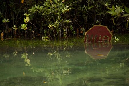 Polution in swamp forest at Tha Pom, Krabi, Thailand.の写真素材