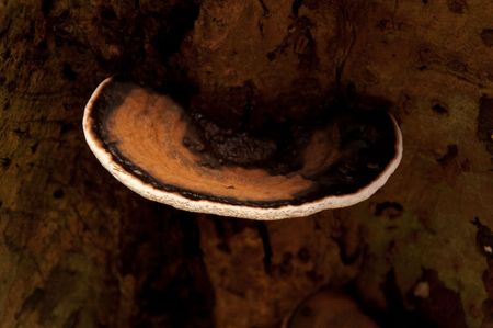 Mushroom on tree at Tha Pom, Kribi, Thailand.