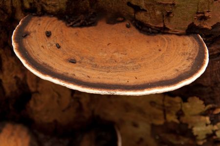 Mushroom on tree at Tha Pom, Kribi, Thailand.