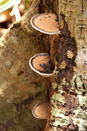 Mushroom on tree at Tha Pom, Kribi, Thailand.