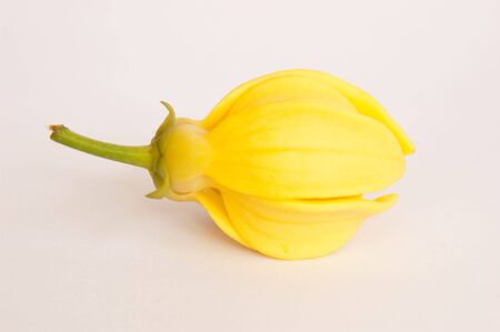 Ylang-Ylang flower on isolate background.の写真素材