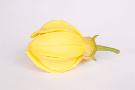 Ylang-Ylang flower on isolate background.の写真素材