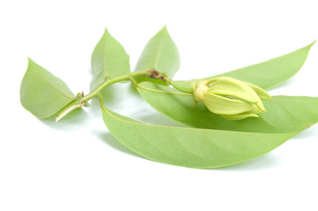 Ylang-Ylang flower and laaves on isolate.の写真素材