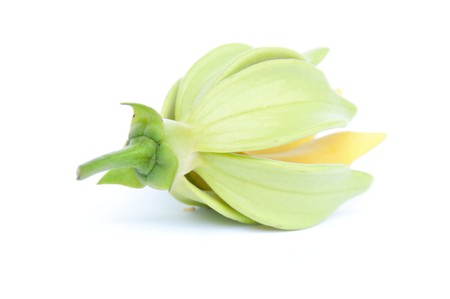 Ylang-Ylang flower on isolate background.の写真素材