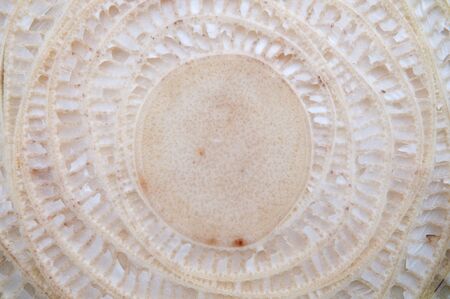 Patterns cut across the trunk of a banana.の写真素材