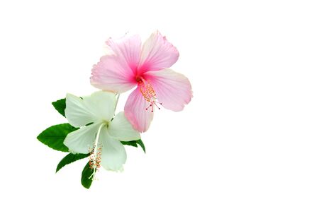 A hibiscus pink and red flower on isolate background の写真素材