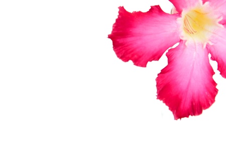 Obesum on isolate background の写真素材