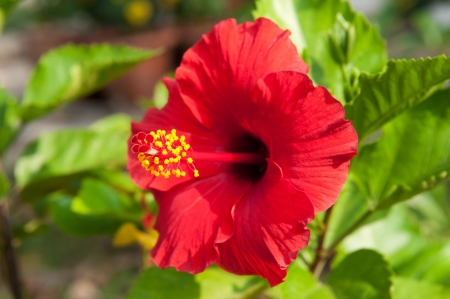Red Hibiscus Flower in Thailand の写真素材
