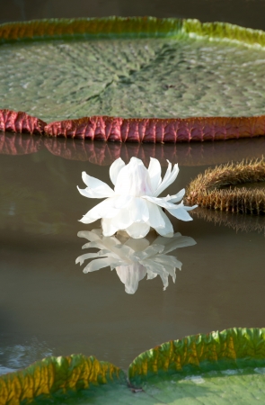 Victoria lotus in the park の写真素材