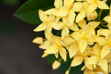 Yellow Ixora flower in Thailand の写真素材