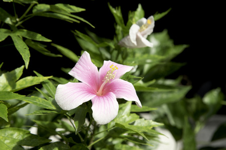 Hibusicus Flower.の写真素材