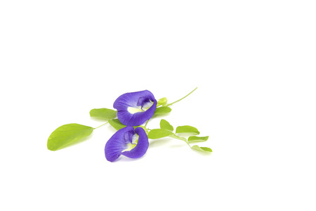 Clitoria ternatea flower and leaf on isolate background.の写真素材