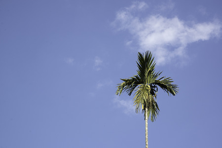 Betel palm and nice sky.の写真素材
