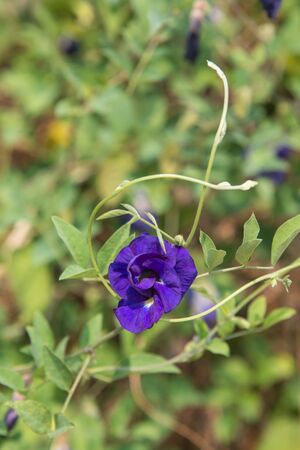 A purple pea flower in my graden.の写真素材