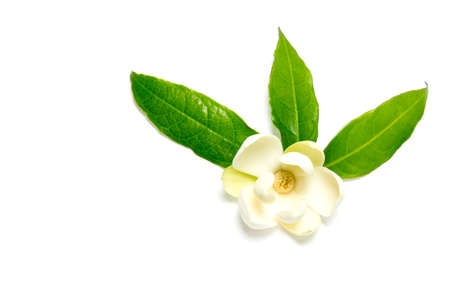 White magnolia flowers on isolated background.の写真素材