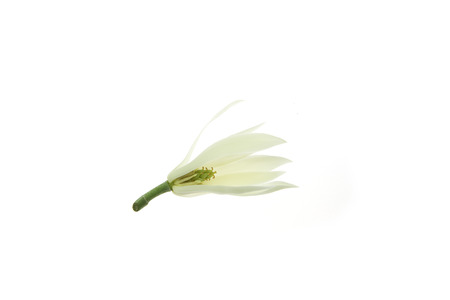 White Champaka on isolated background.の写真素材