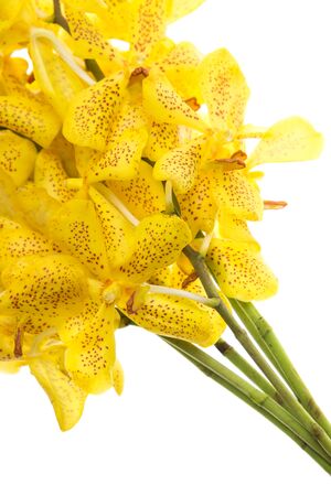 yellow orchid blooming flowers on isolated white background.の写真素材