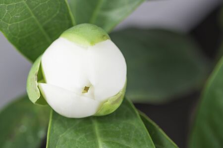 Closeup White Magnolia Flower Blooming.の写真素材