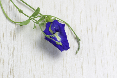 Butterfly pea flower on wood table.の写真素材
