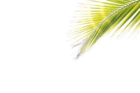 Coconut leaves on isolated background.の写真素材