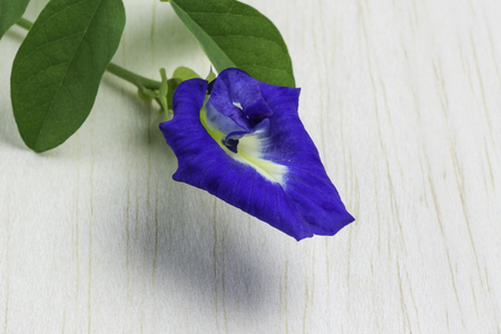 Butterfly pea flower on wood table.の写真素材
