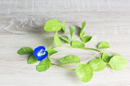 Butterfly pea flower on wood table.の写真素材