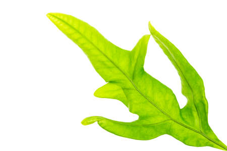 Green leaf on isolated background.