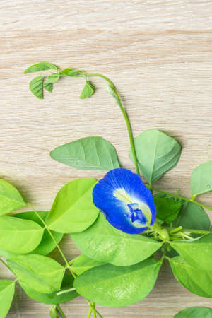 Butterfly pea flower on wood table.