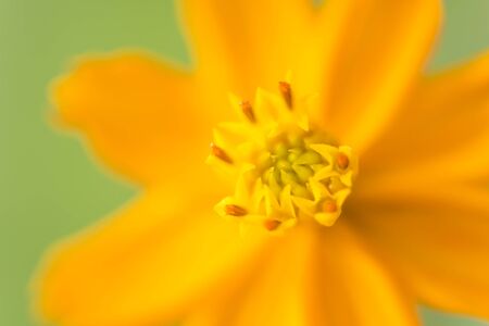 Yellow cosmos flower In the tropical garden.の写真素材