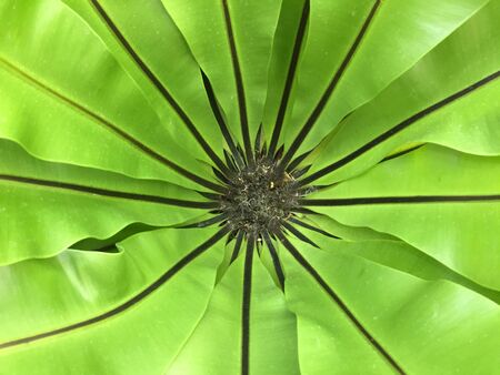 The governor fern green in the garden.の写真素材