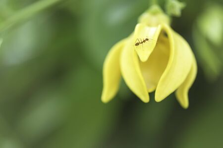 Yellow flower on dark background, Thailand.の写真素材