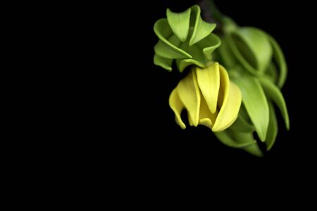 Yellow flower on dark background, Thailand.の写真素材