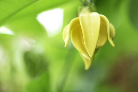 Yellow flower in park, Thailand.の写真素材