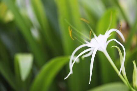 White lucid flower in the park, Bangkok, Thailand.の写真素材