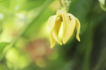 Yellow flower in park, Thailand.の写真素材