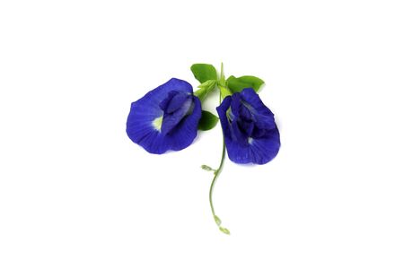 Butterfly Pea Flower and green leaf on isolated white background. Used for food coloring and herbal.(Clitoria ternatea)の写真素材