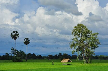 Rice field in Bansangdao , Phitsanulok Thailandの写真素材
