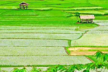 Small huts in rice field at Lampang-Phrae  road , Thailandの写真素材