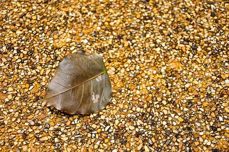 One dried leaf falled on the surfaceの写真素材