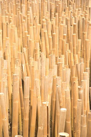 Old bamboo at seashore; bamboo for shellfish at seashoreの写真素材