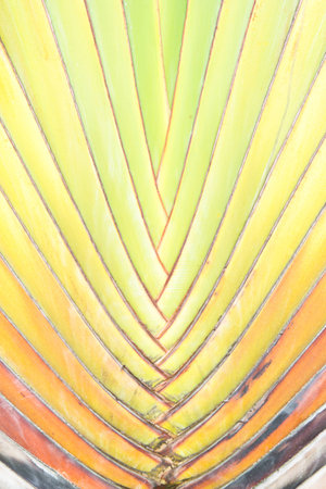 tree or traveller's palm folding branchesの写真素材