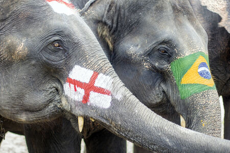 elephants painted with England (L) national flag and Brazil (R) during an elephant soccer show to promote the upcoming FIFA World Cup 2014 at Maesa elephant camp in Chiang Mai province, northern Thailand, 07 June 2014. The FIFA World Cup 2014 is taking plのeditorial素材