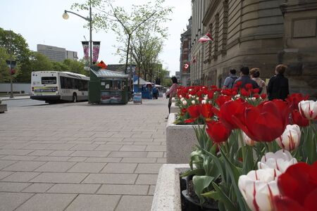 City Bus on Elgin Street in Downtown Ottawa Ontario on May 21, 2016.のeditorial素材