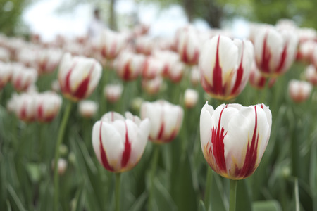 white tulip at Major's Hill Park in Downtown Ottawa Ontario on May 21, 2016の写真素材