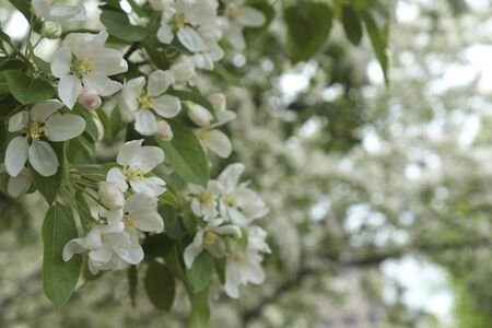 white blossom flower at Major's Hill Park in Downtown Ottawa Ontario on May 21, 2016