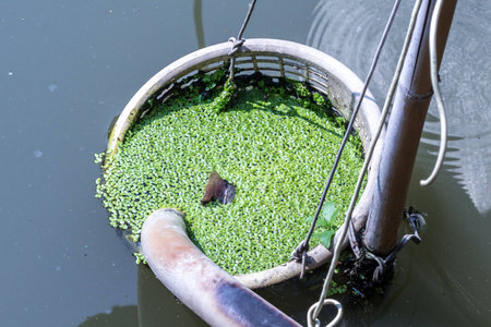 Duckweed in old white basket float at pond.の写真素材