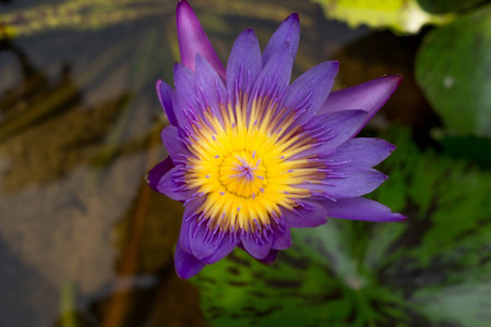 purple lotus on the pond.の写真素材