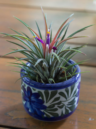 pink pollen of Ananas bracteatus in flowerpotの写真素材